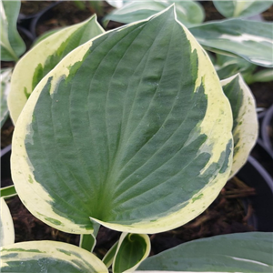 Hosta 'Revolution'